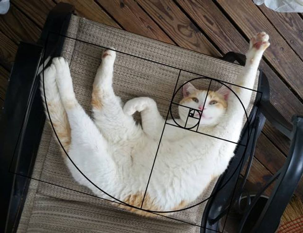 Cats Explain Mathematics in a Purrfect Way! (10+ pics) Love Meow