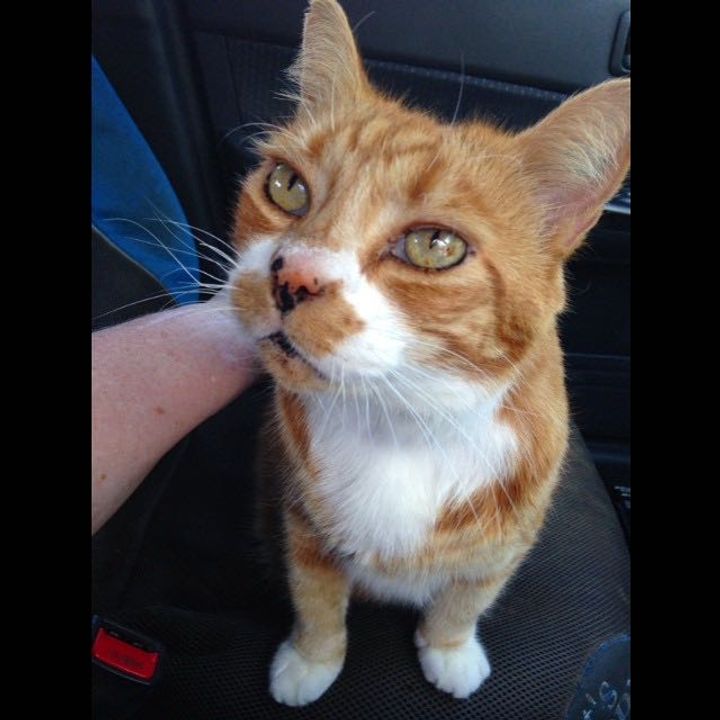 Rescue Cat Leaped onto Boy's Lap for Affection, and After 11 Years, They Remain Inseparable!