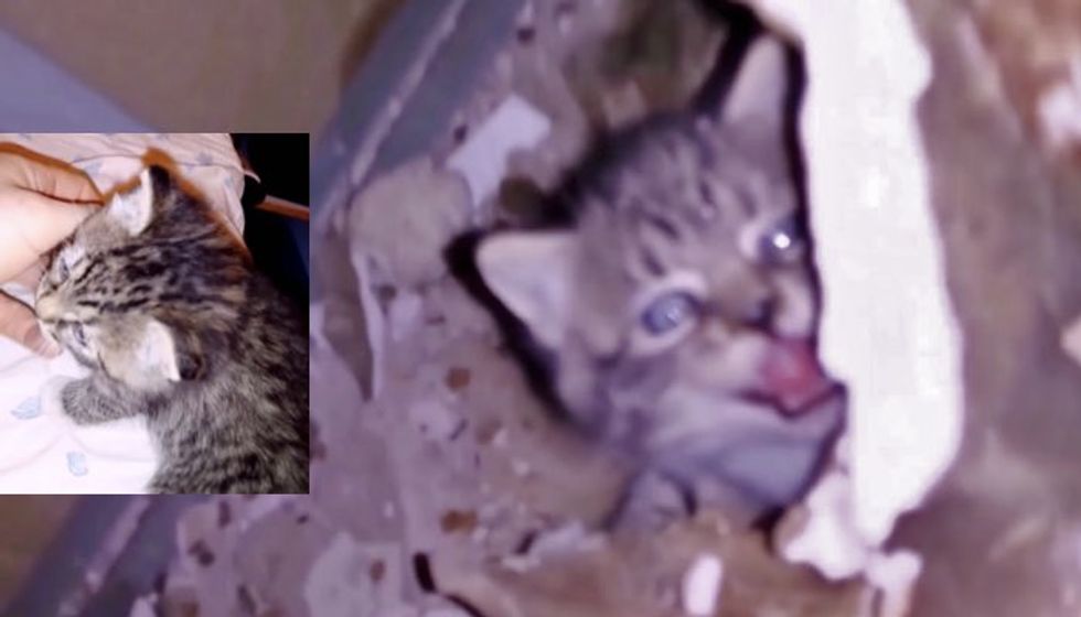 Man Heard Kitten Cry inside Abandoned Hospital and was Determined to Find Him!