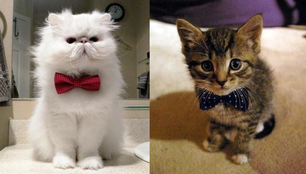 These 10+ Cats Want to Know If You Would Be Their Valentine!