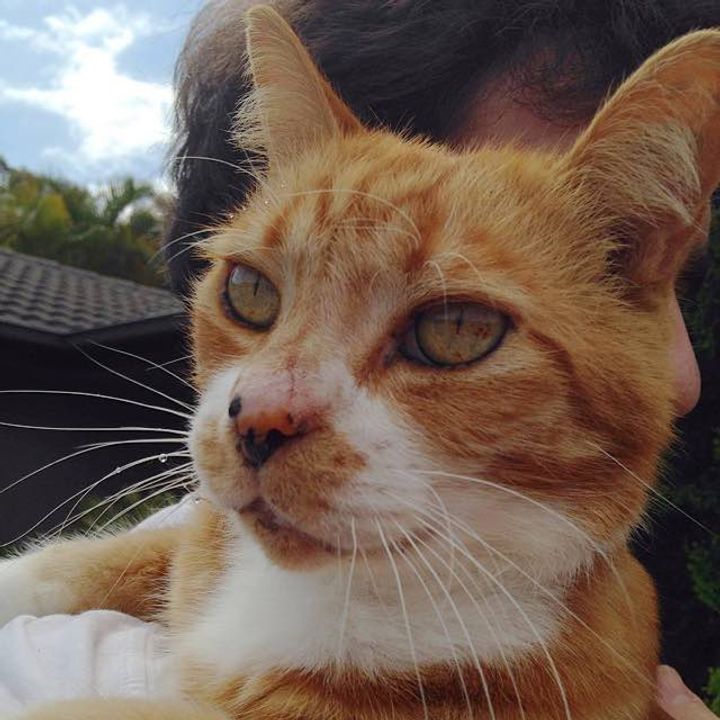 Rescue Cat Leaped onto Boy's Lap for Affection, and After 11 Years, They Remain Inseparable!