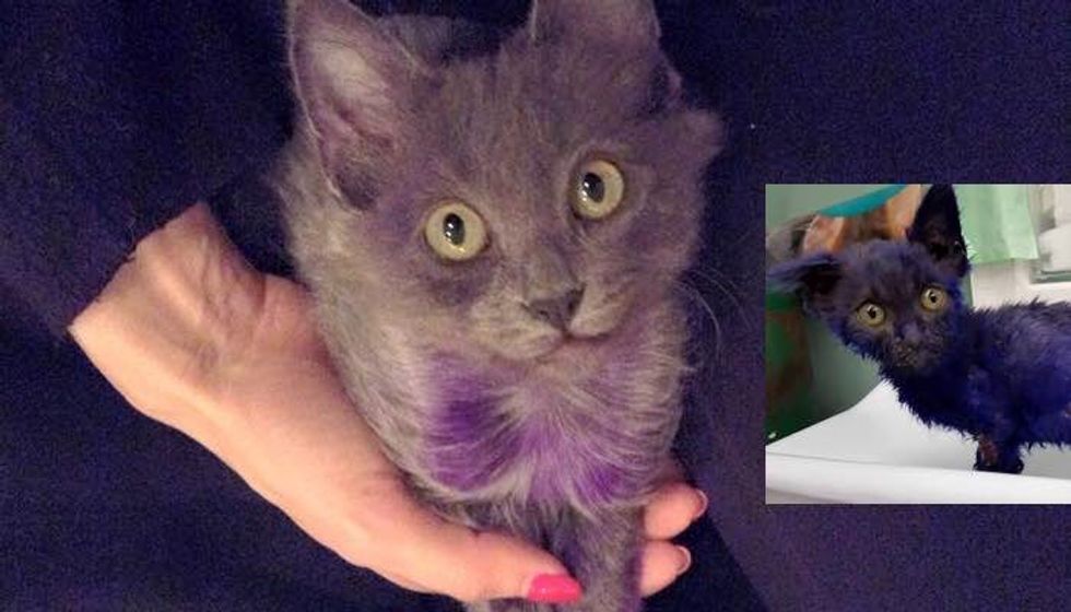 Purple Kitten is Getting Back to His Glorious Grey Coat