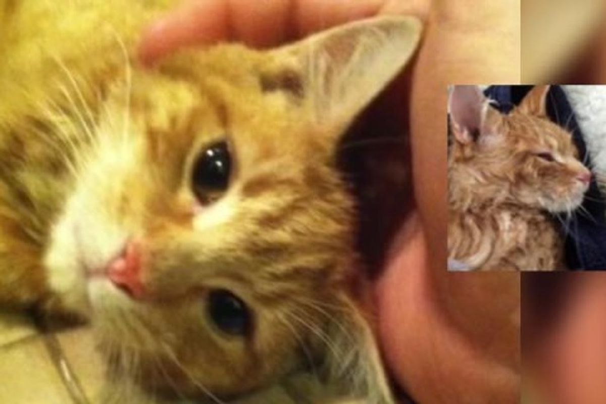 Man Brings Life Back to Ginger Cat Found Freezing in the Cold