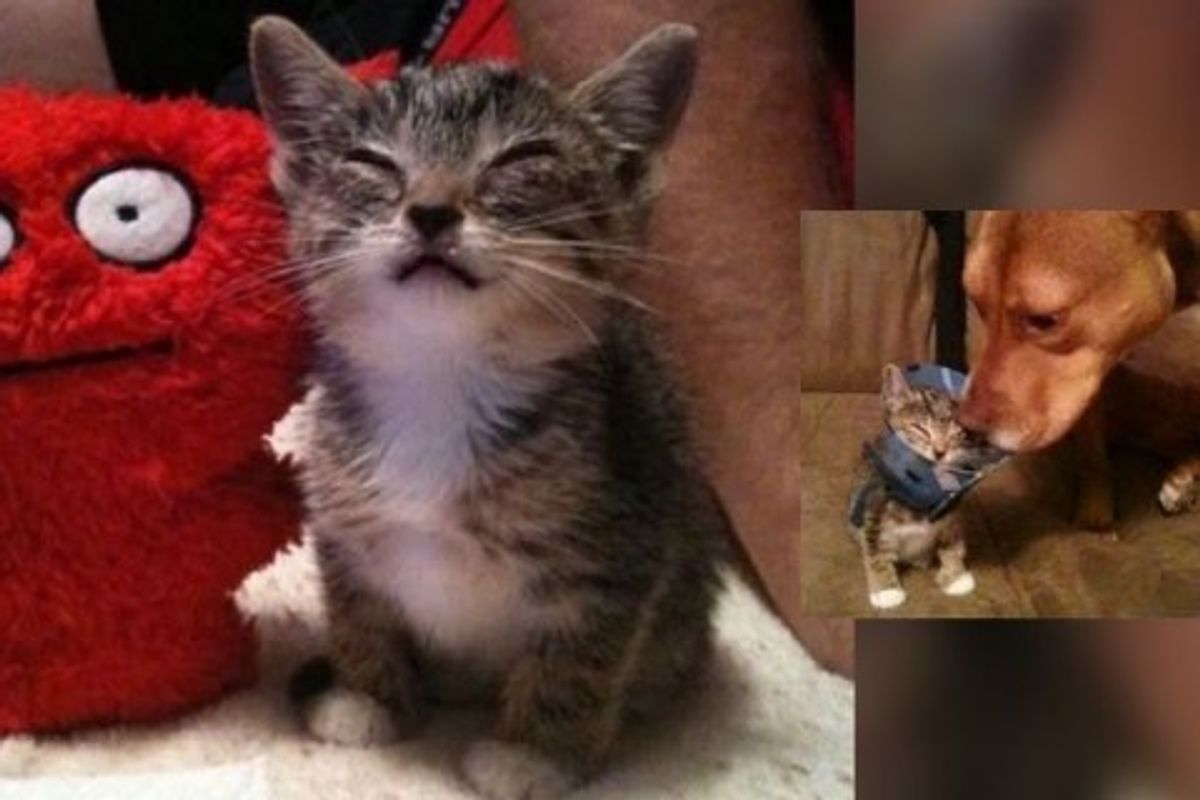 Family Saves Stray Kitten and Helps Her See Again!