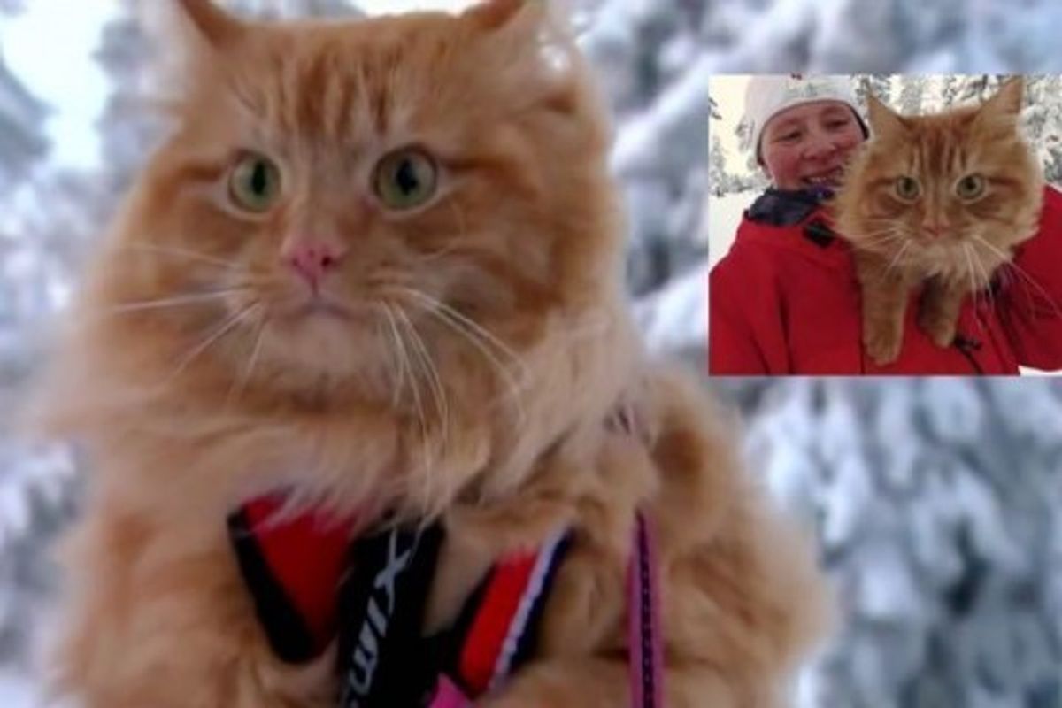 Fluffy Norwegian Cat Loves Hiking and Skiing with His Human!