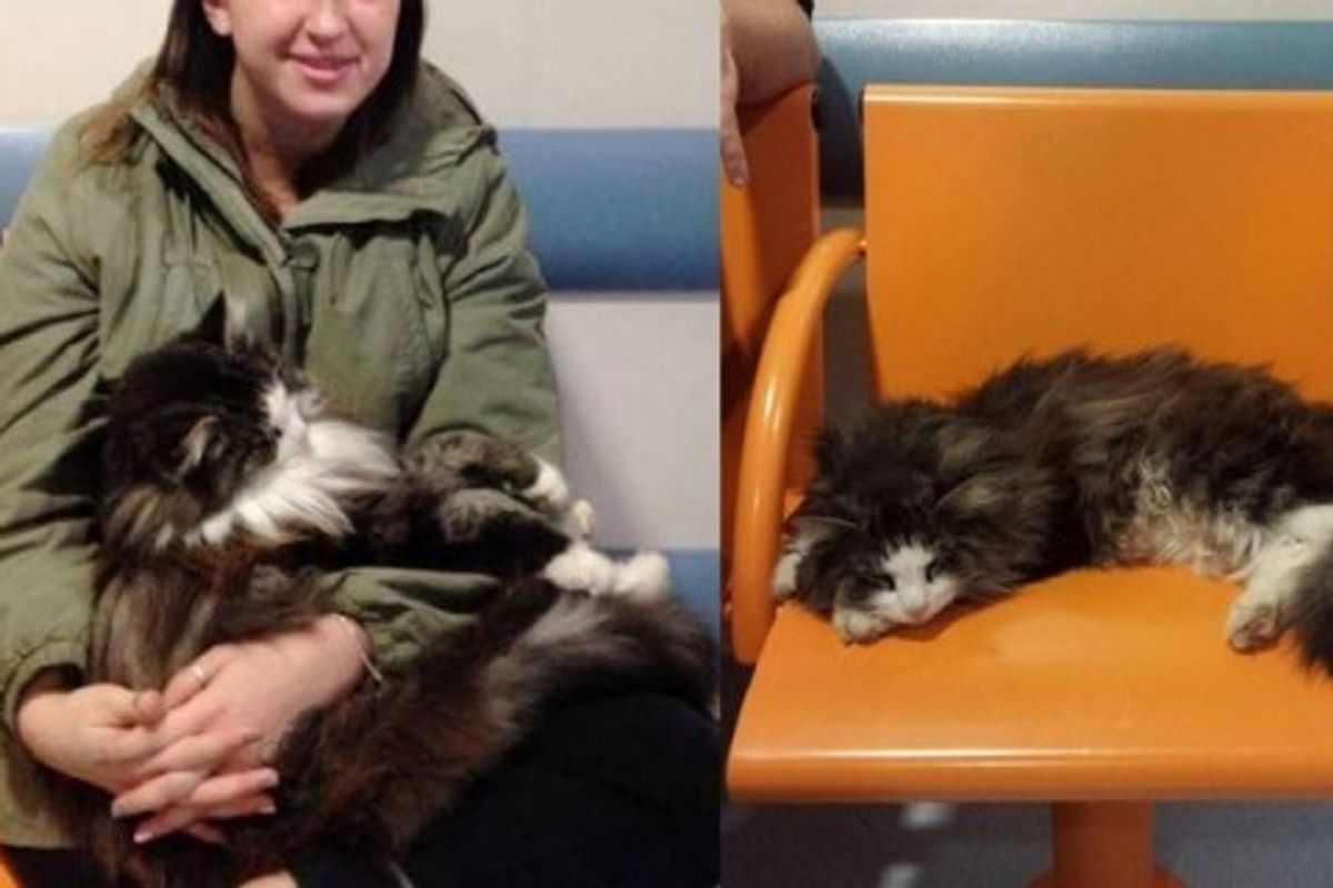 Fluffy Cat Shows Up at Hospital to Offer Patients Cuddles While They are Waiting to be Seen