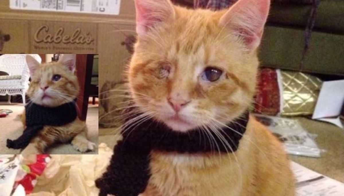 Blind Cat Saved from Roadside Finds Love and Warmth!