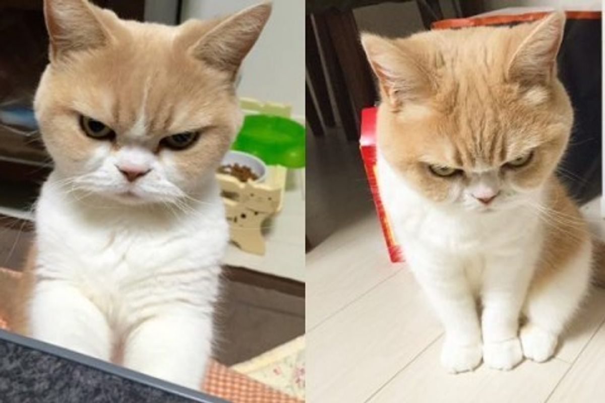 She’s Not Mad. This Cat Just Has a Perpetual Disapproving Look on Her Face