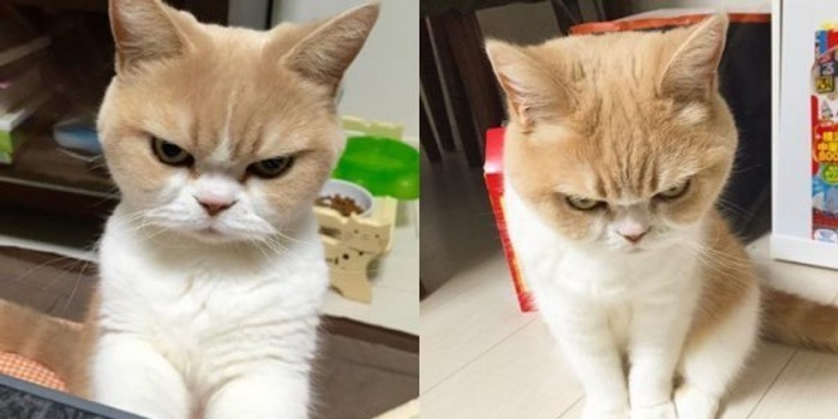 Why does he looks so cute when he's angry?! : r/cats
