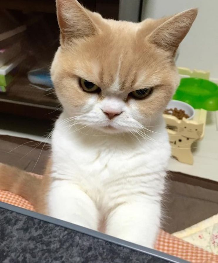 She's Not Mad. This Cat Just Has a Perpetual Disapproving Look on