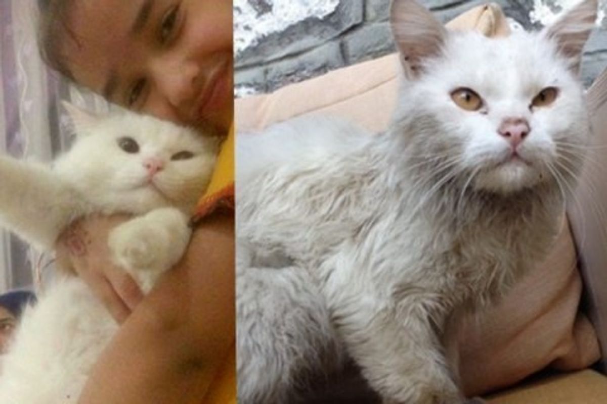 Refugee Cat Reunites with Family He Lost After 4 Months
