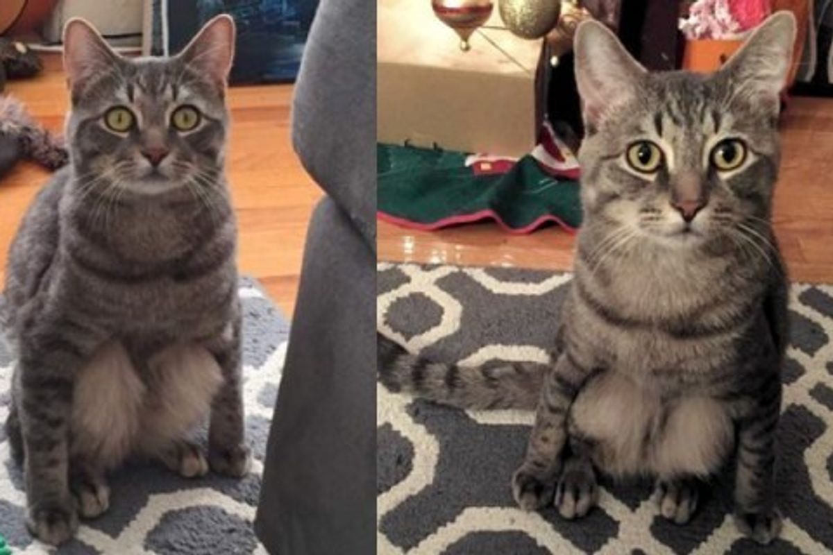 Couple Adopted a Stray Cat and Discovered His Little Quirk When He Sits