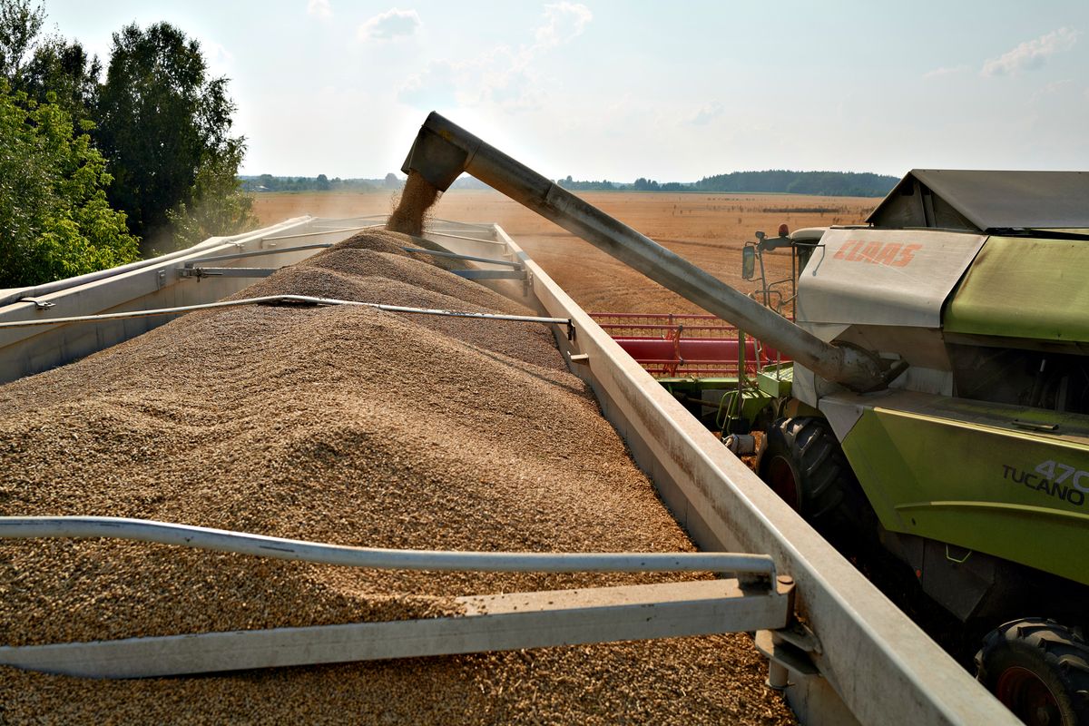 Guerra del grano in Europa orientale. Kiev fa causa a Polonia e Ungheria