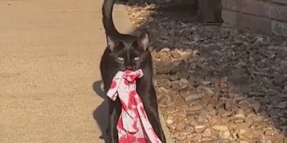 angry cat meme cropped｜TikTok Search