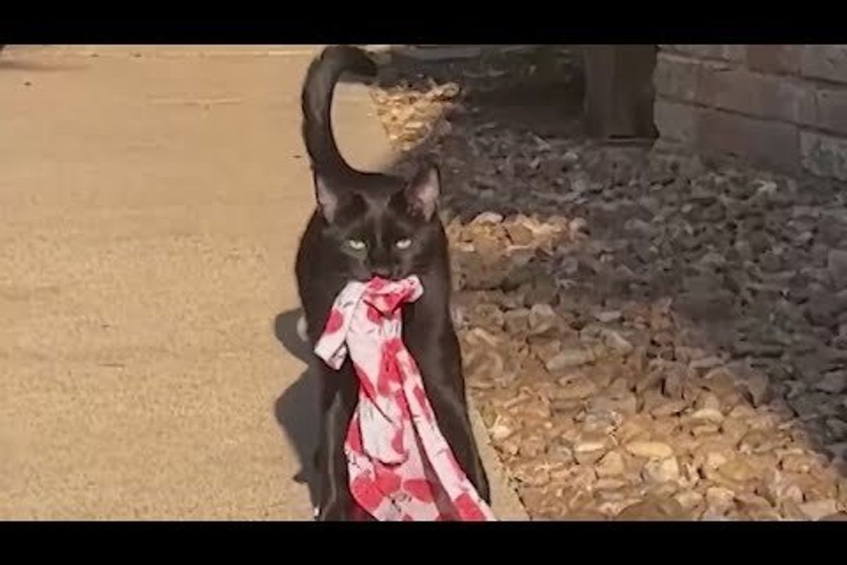 funny cat videos; funny videos; viral videos; pets