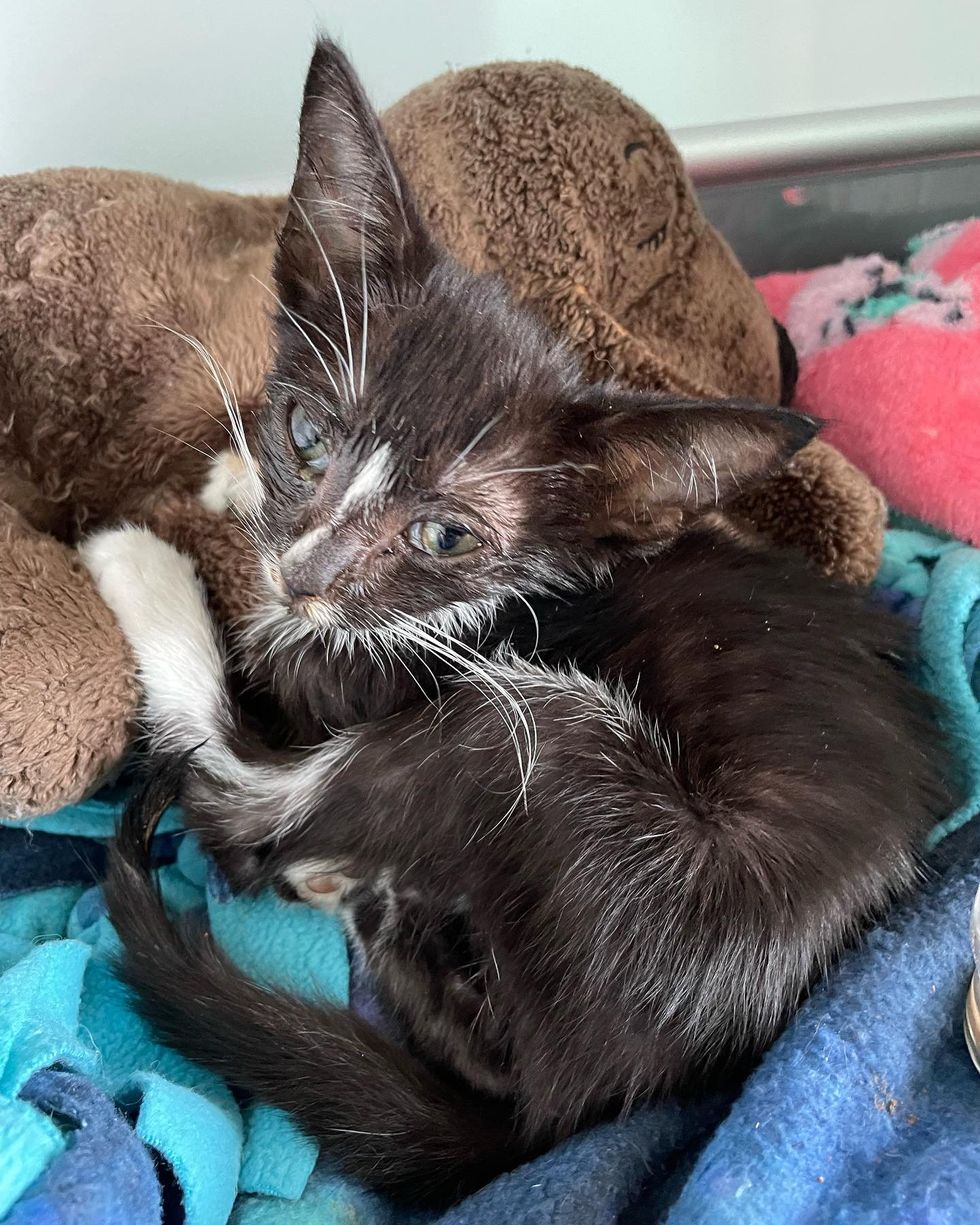 tuxedo kitten rescue