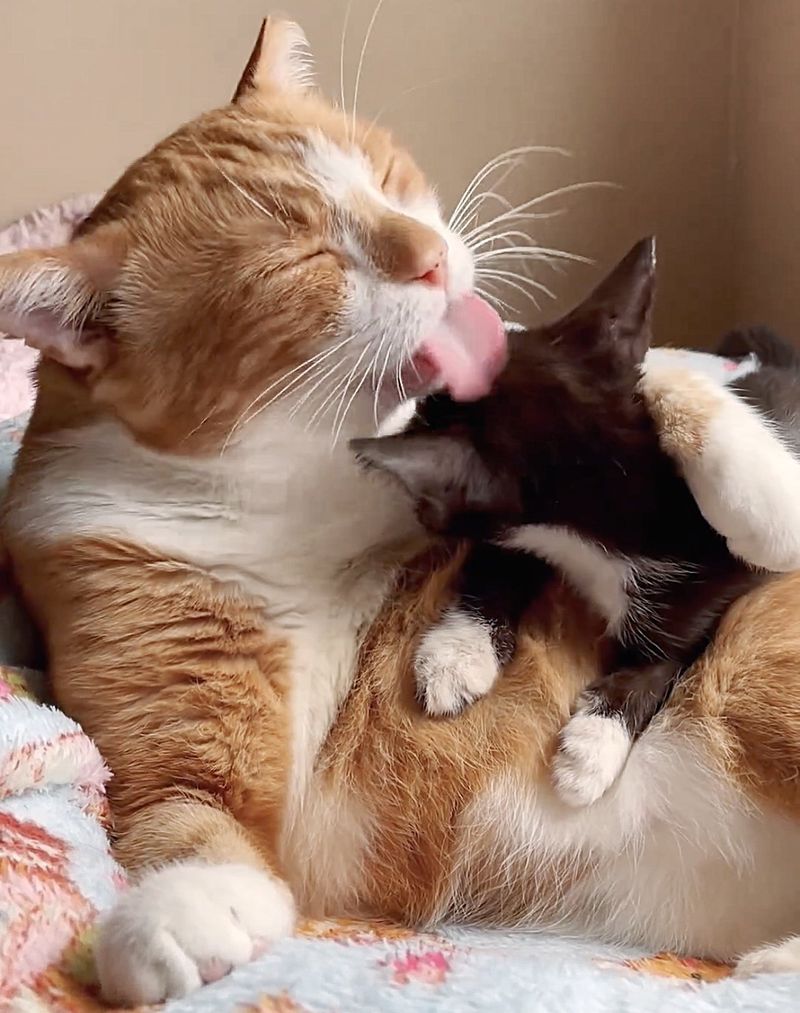 cat adores kitten hugs