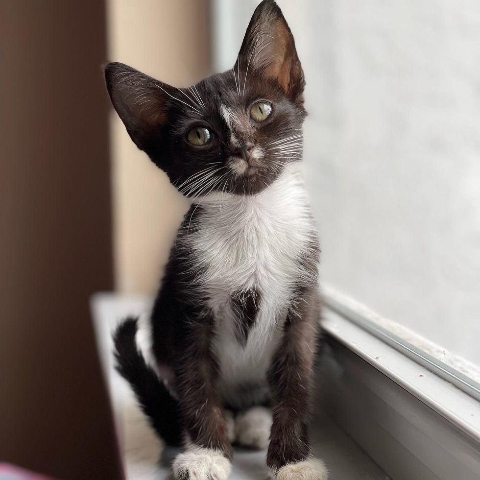 tuxedo kitten window