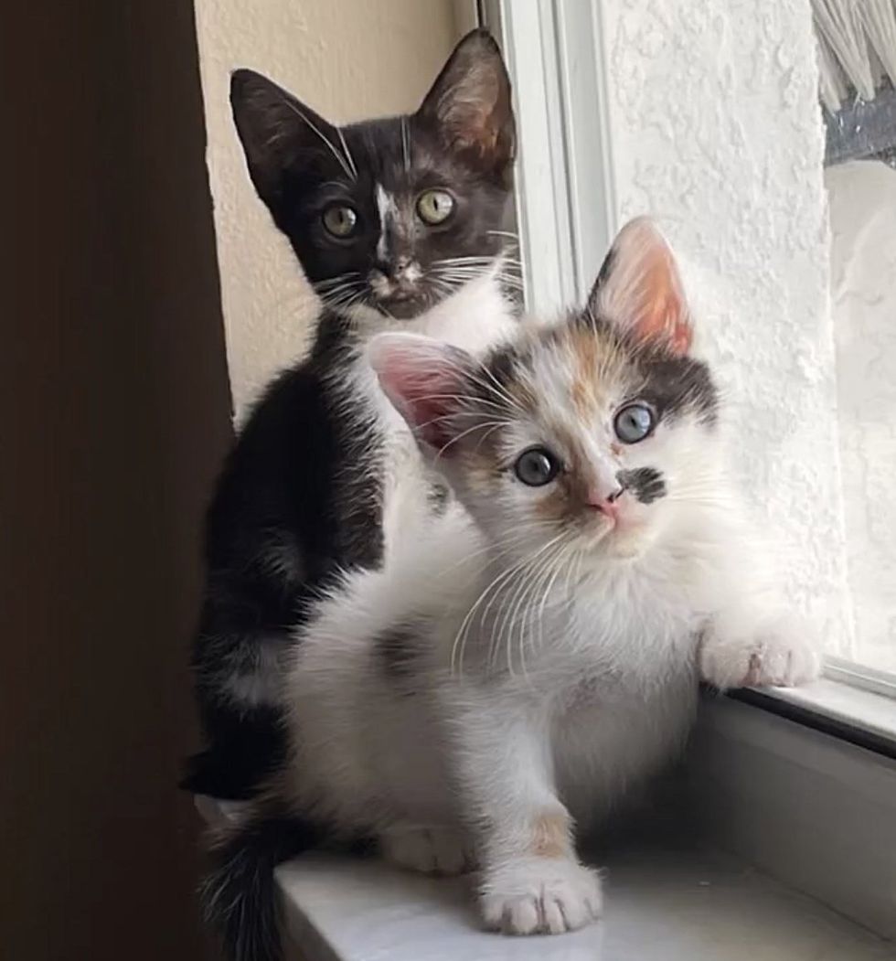 kittens window playful