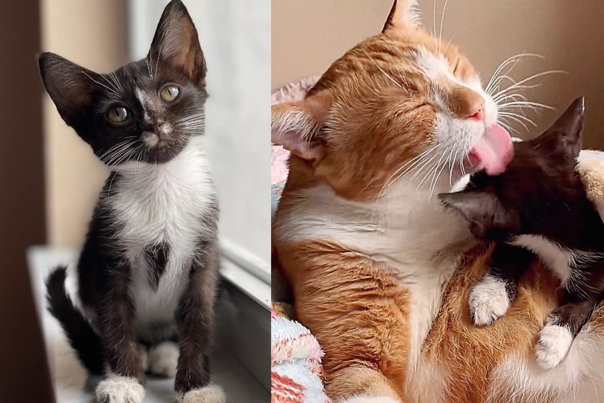 Kitten Stuns Everyone with Her Progress After She was Out of Shelter and a Cat Offered His Help