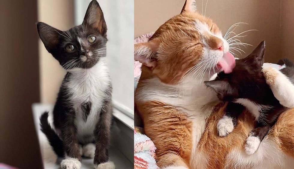 Kitten Stuns Everyone with Her Progress After She was Out of Shelter and a Cat Offered His Help