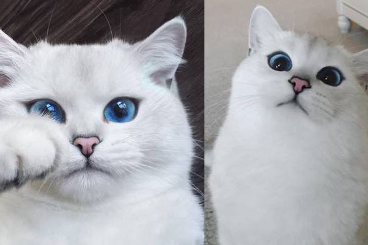 cat with the prettiest eyes