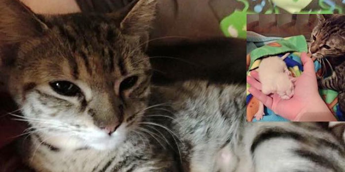 Stray Cat Found Help for Her Single Kitten and Saved the Life of