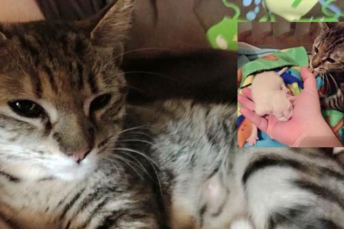 cat mom finds help minutes before birth kitten babies