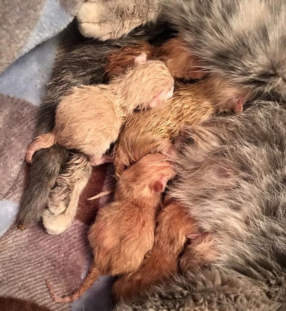 rescue stray cat mama 6 newborn kittens nursing