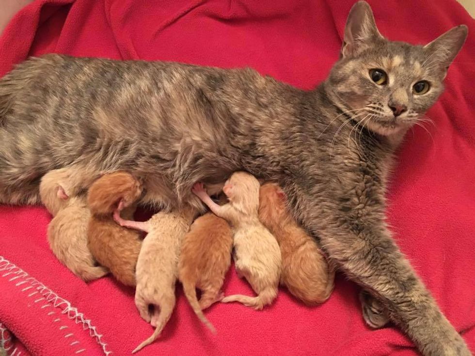 rescue stray cat mama 6 newborn kittens nursing