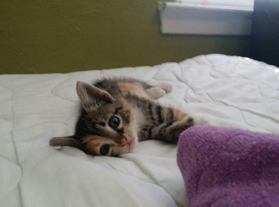 stray calico kitten rescued by young man