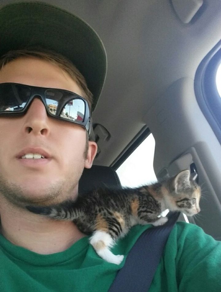 stray calico kitten rescued by young man climbing shoulder