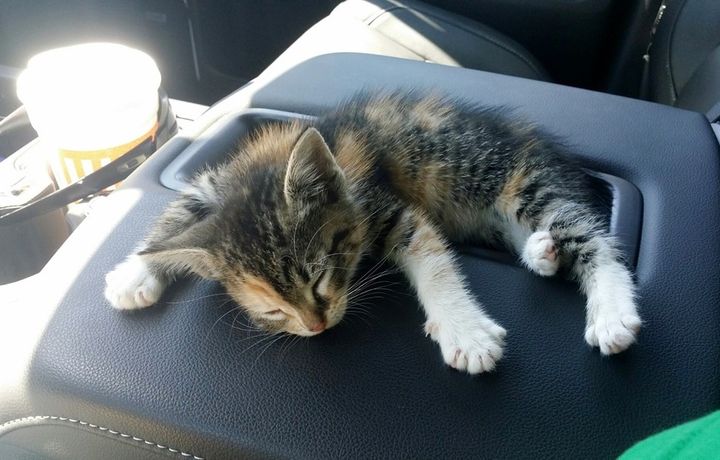 stray calico kitten rescued by young man falls asleep