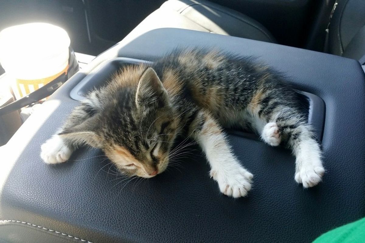 stray kitten rescued from streets fall asleep in truck