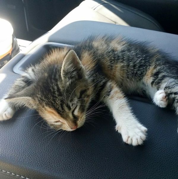 Stray Black Kitten Saved From Busy Road Falls Asleep on Drive To Foster Home
