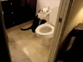 Cat flushing a toilet