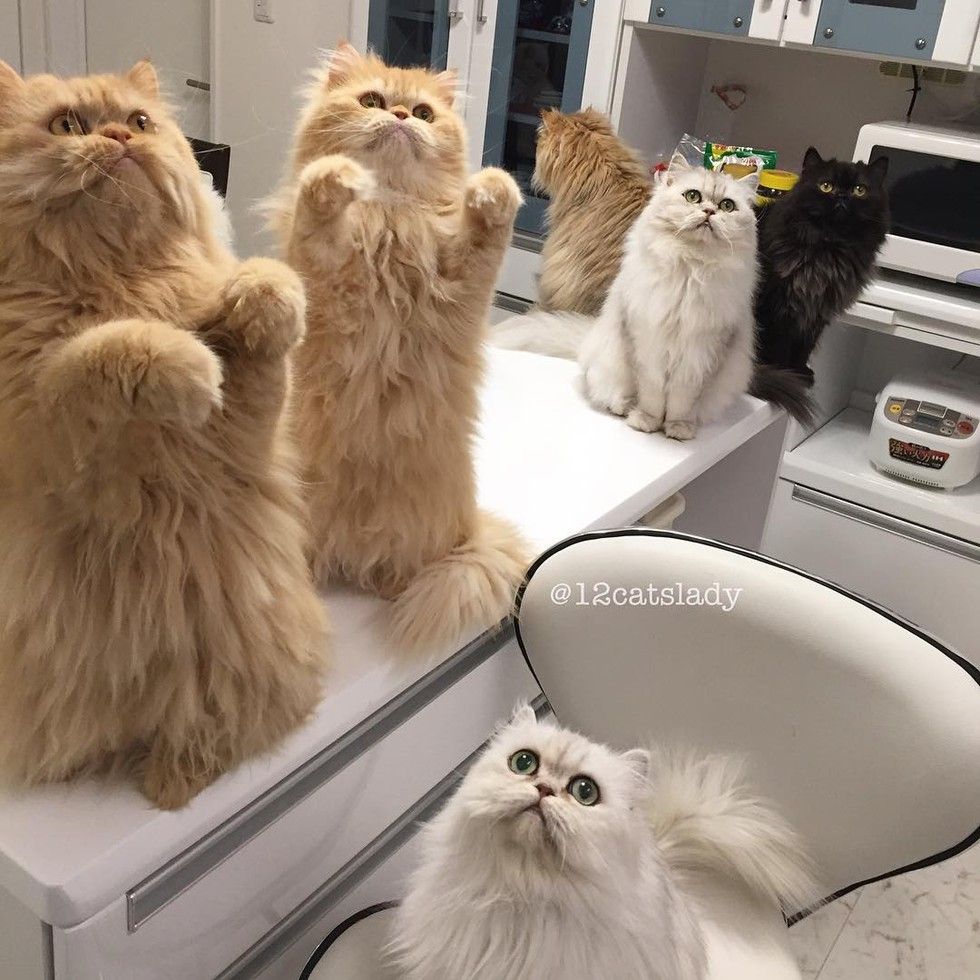 This is What It's Like Every Time These 12 Fluffy Kitties Hear the ...