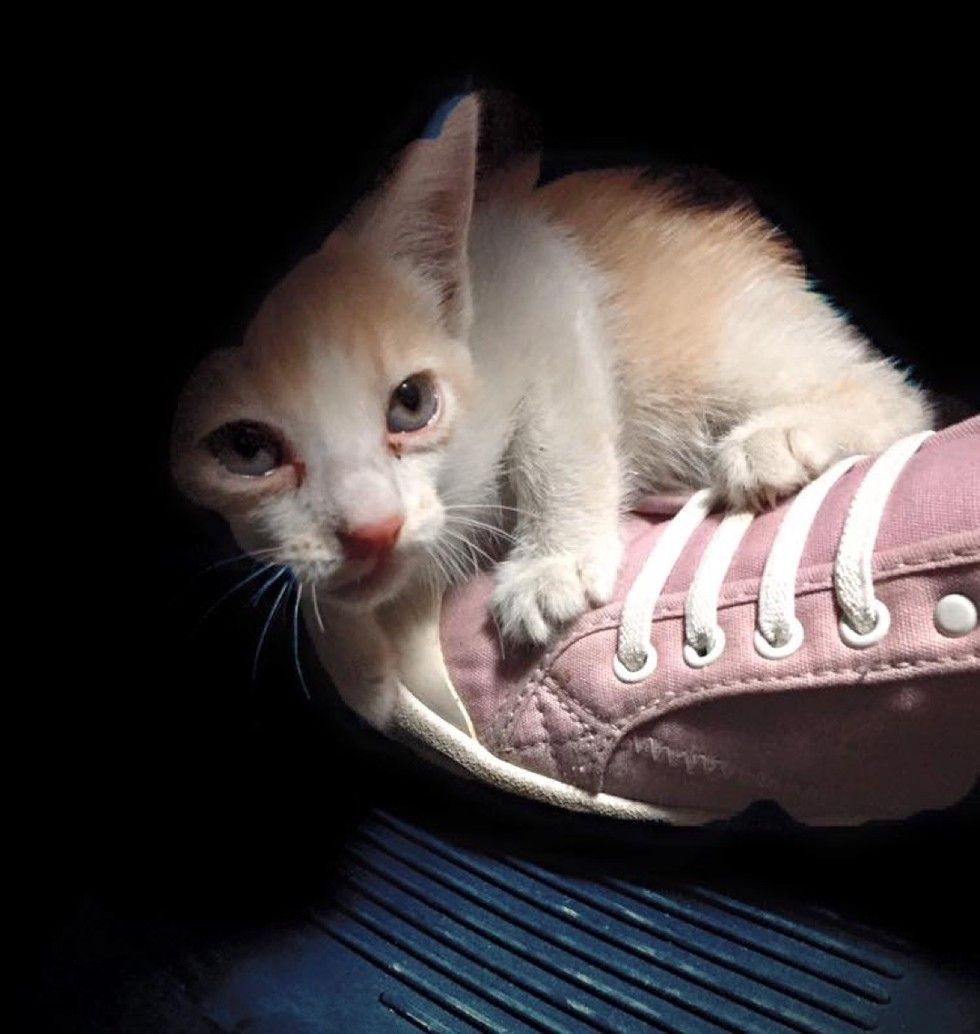 traffic police rescues kitten before run over by bus kitten adopted
