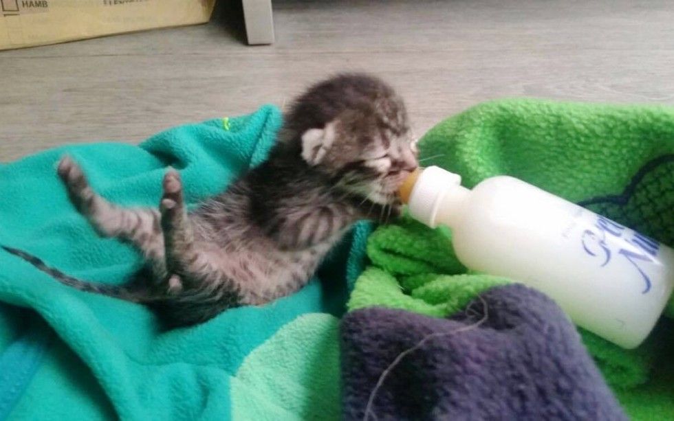 orphaned newborn kitten found on doorstep saved bottle feeding
