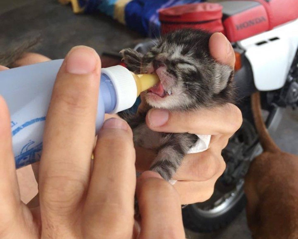 orphaned newborn kitten found on doorstep saved bottle feeding
