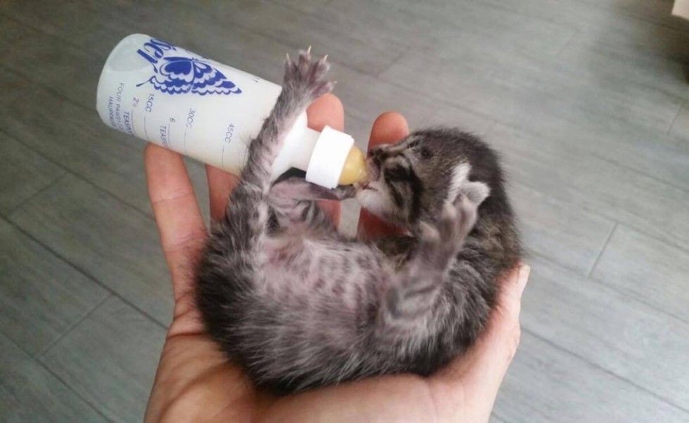 orphaned newborn kitten found on doorstep saved bottle