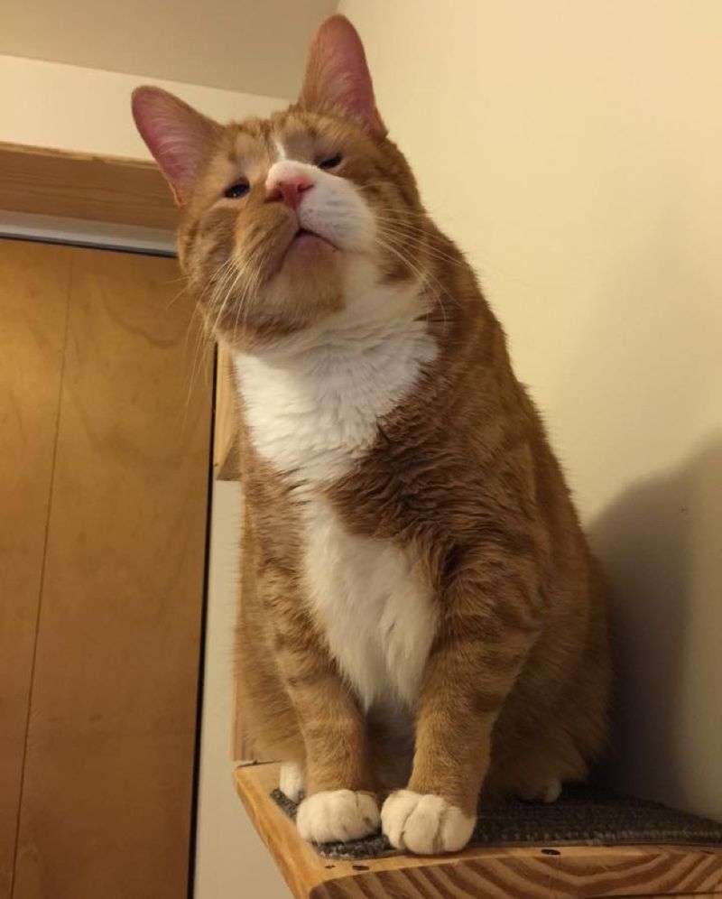 blind cat Magoo spent 2 years living on streets now living like a king