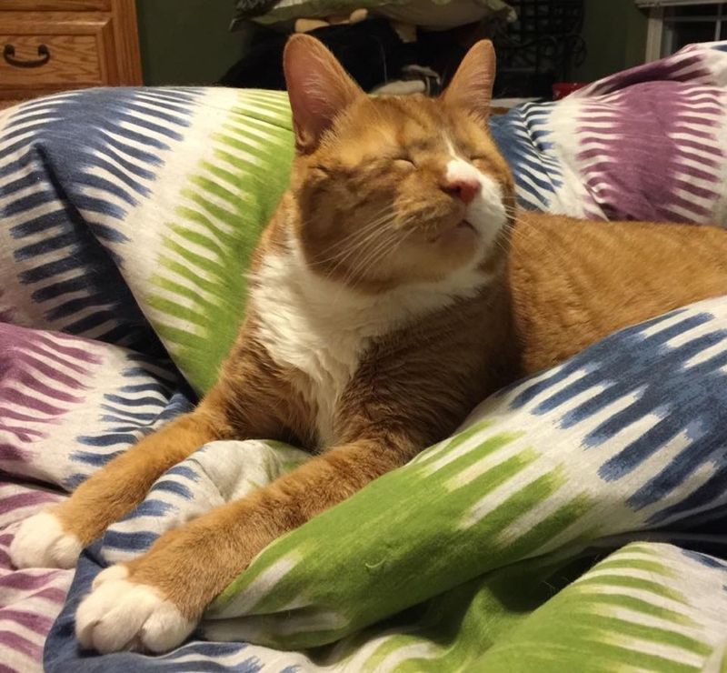 blind cat Magoo spent 2 years living on streets now living like a king