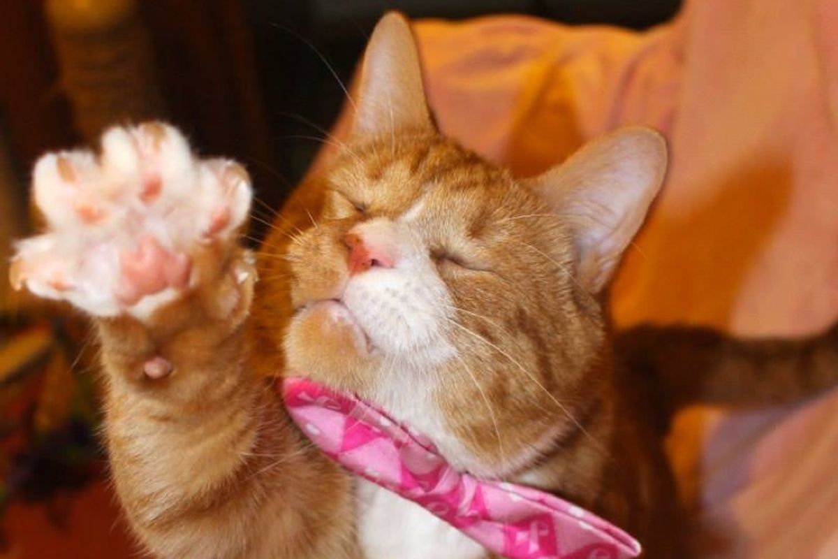 blind cat lived on streets for 2 years now living like king