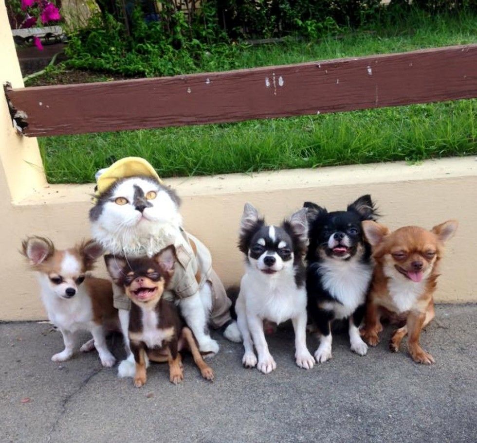 Cat Leads A Pack Of Dogs And Provides Cuddles - Love Meow