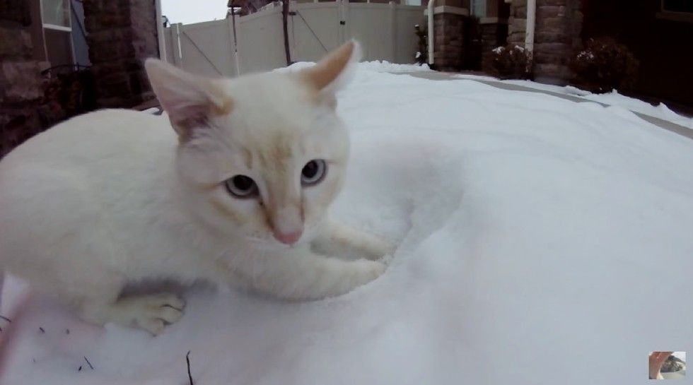 kitten found frozen in snow plays with snow