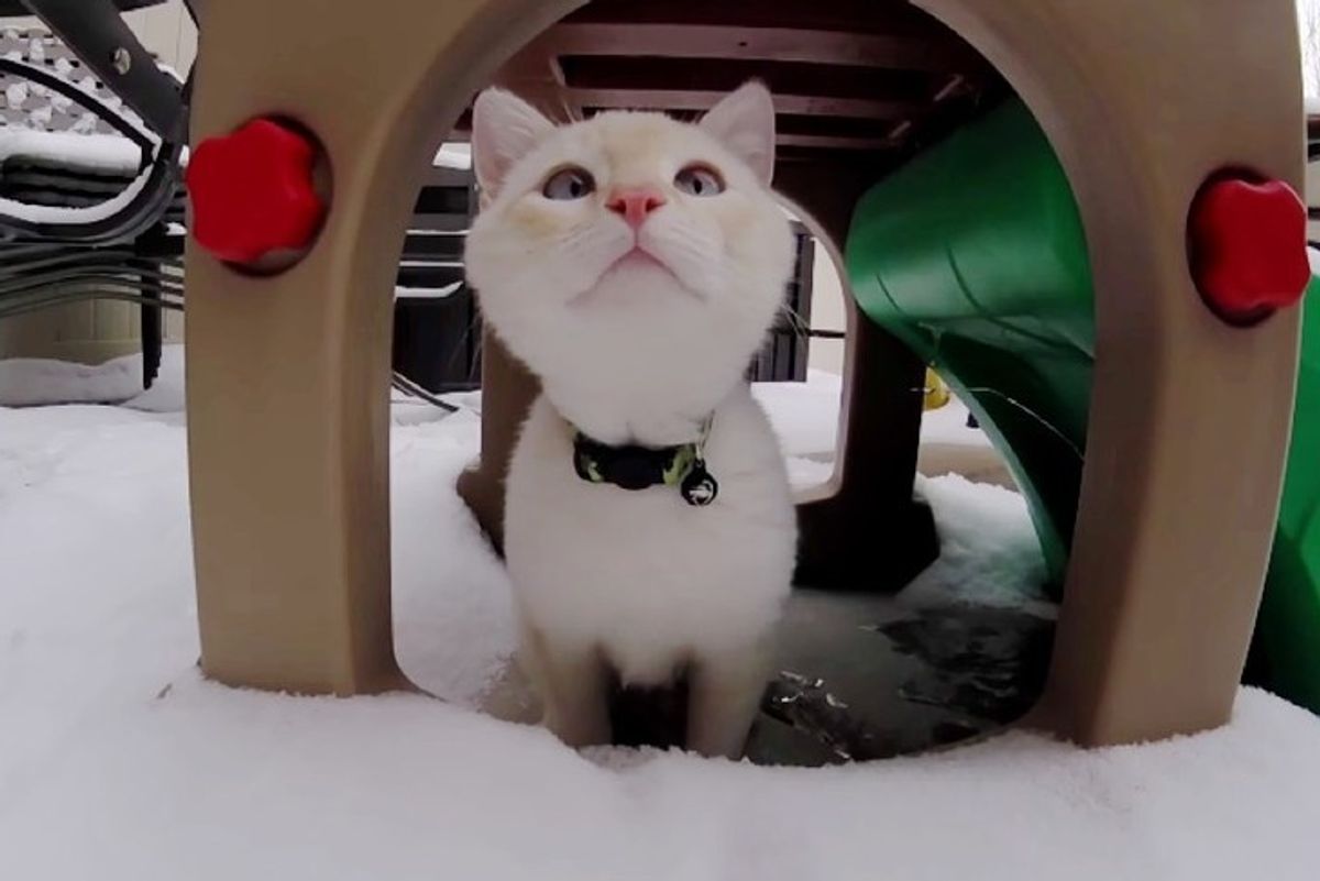 kitten found frozen in snow plays with snow