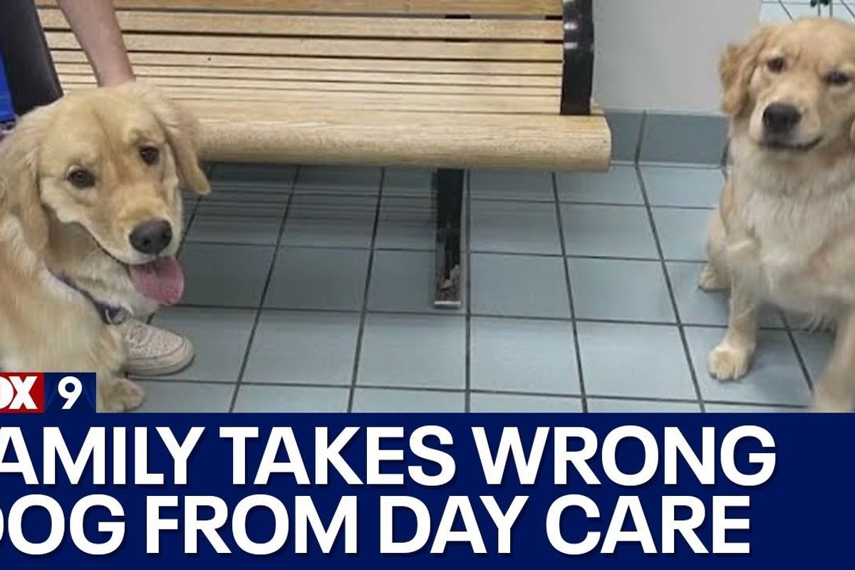 pets; family pets; daycare wrong dog; switched at dog daycare; switched dogs