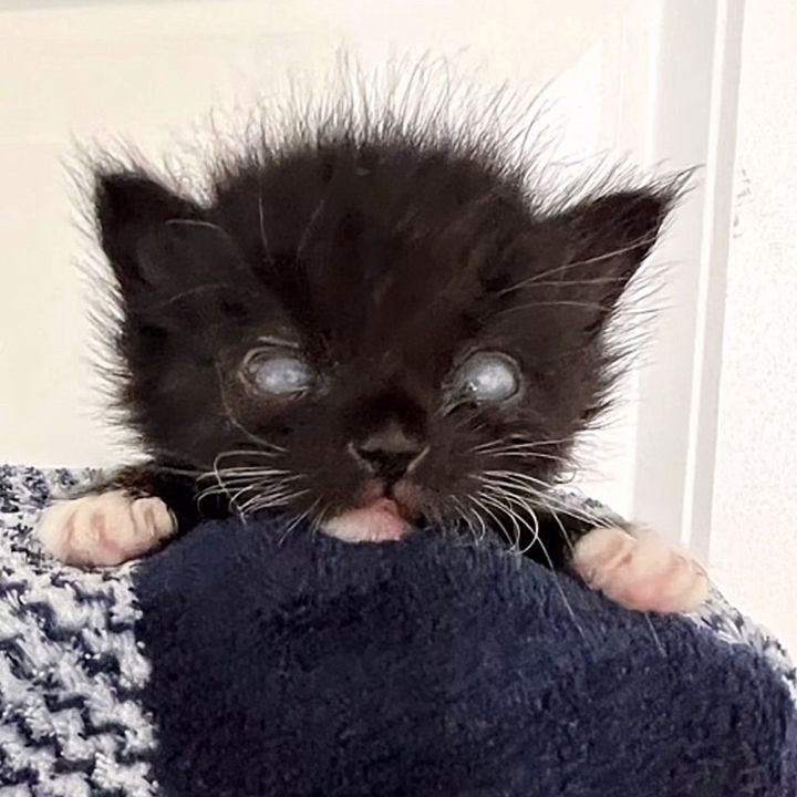 kitten eyes tuxedo
