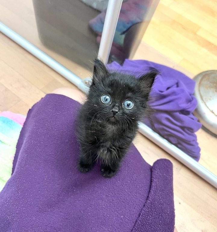 sweet panther kitten cat